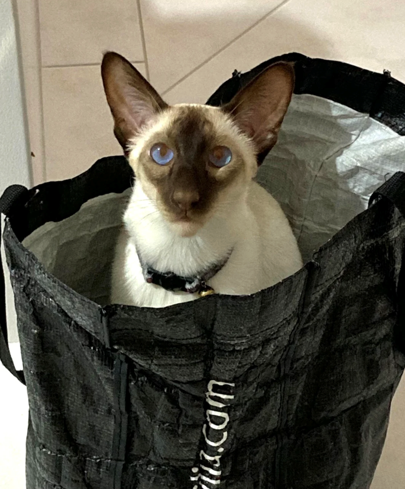 Cheezburger Image 10621037312