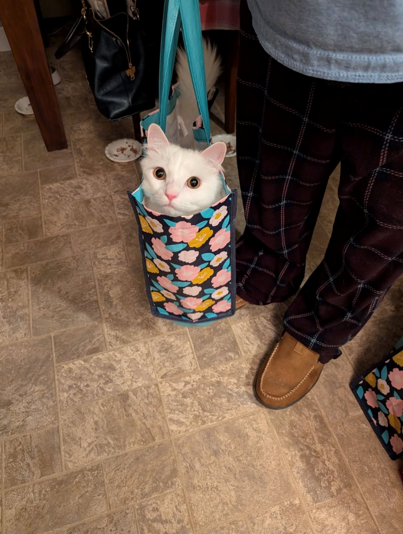 Cheezburger Image 10621037824