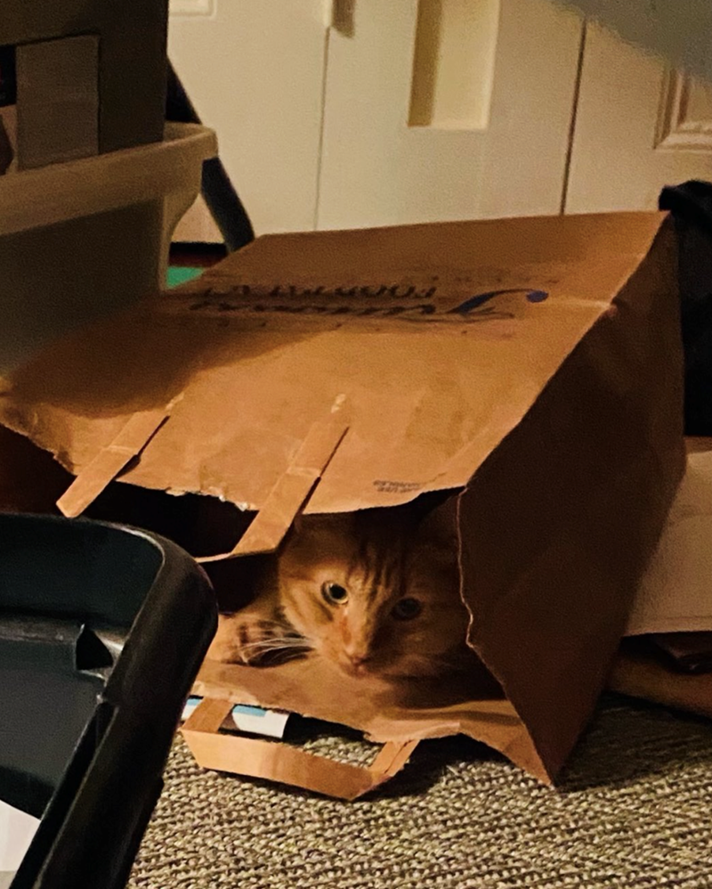 Cheezburger Image 10621038080