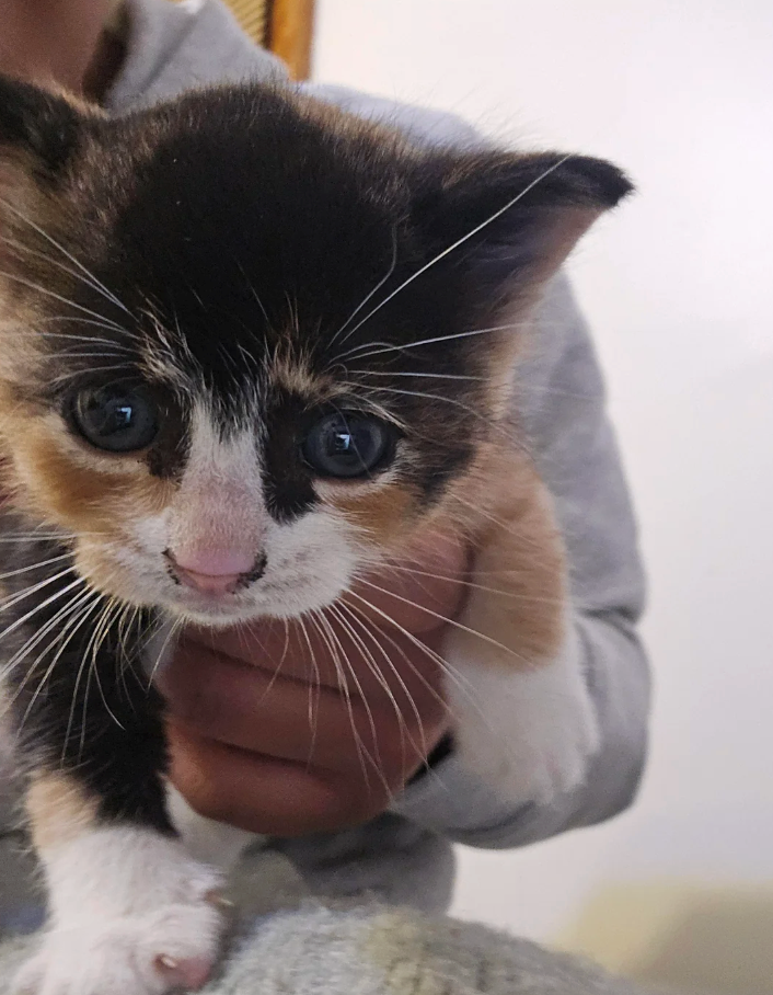 Cheezburger Image 10621039872