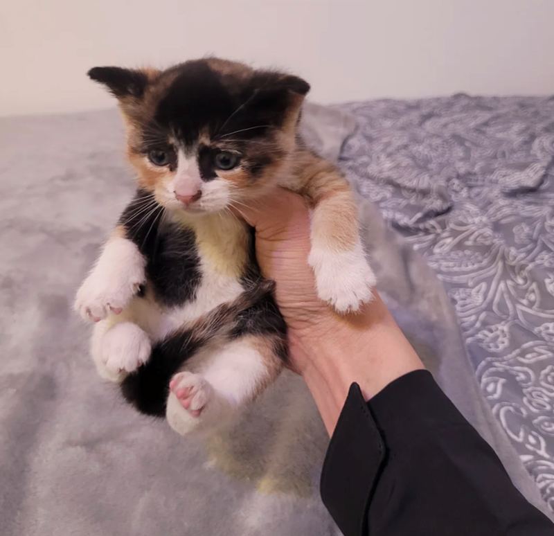 Cheezburger Image 10621040128