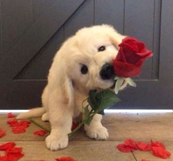 Cheezburger Image 10621072384