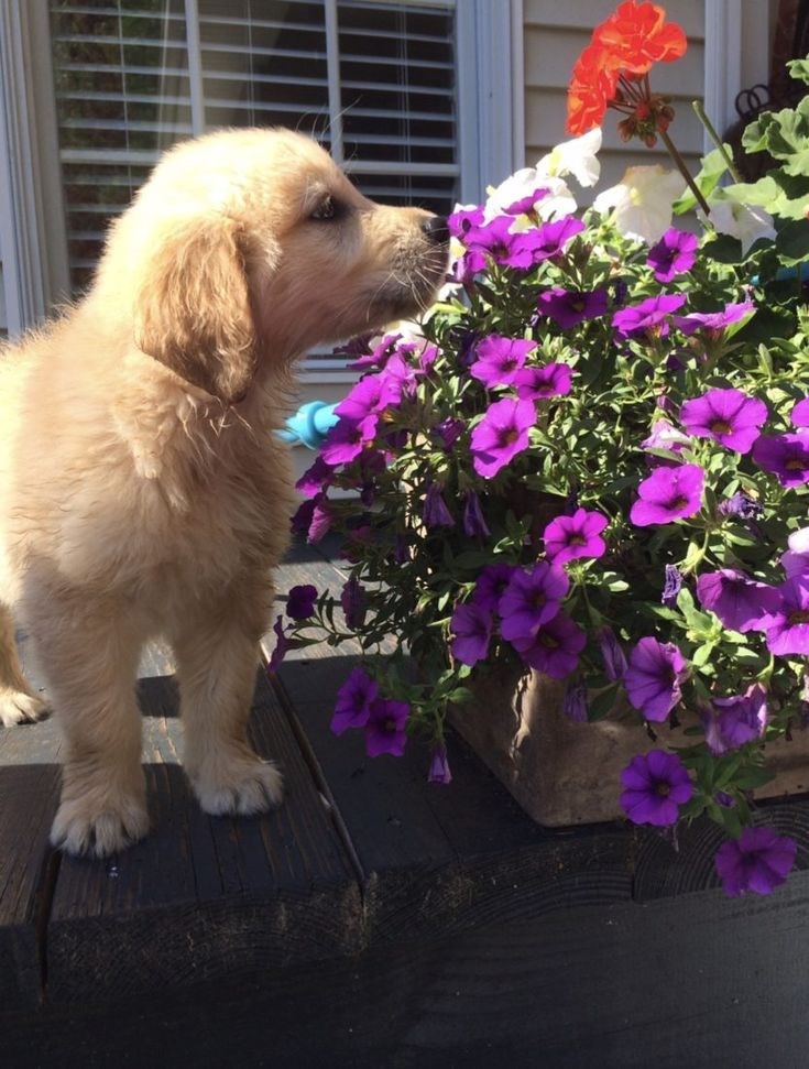 Cheezburger Image 10621079296