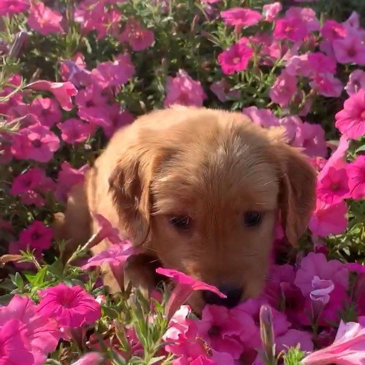 Cheezburger Image 10621080832