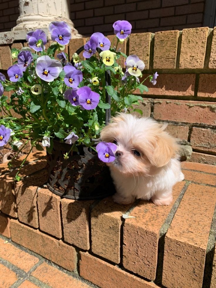 Cheezburger Image 10621085440