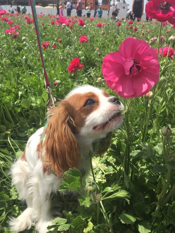 Cheezburger Image 10621095424