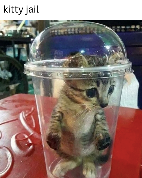 Cheezburger Image 10621097216