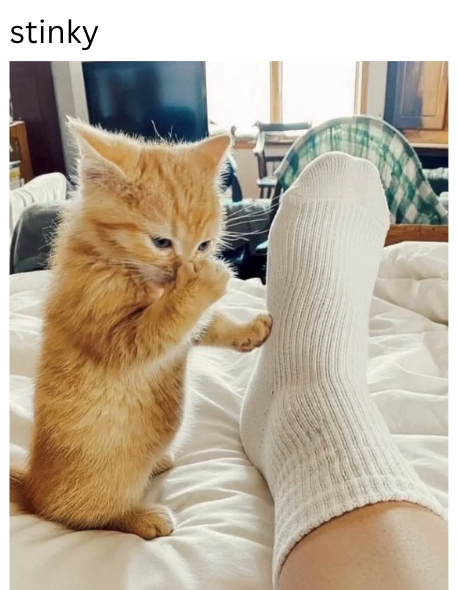 Cheezburger Image 10621097472