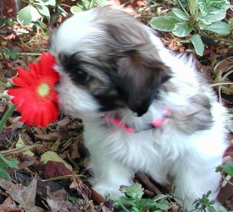 Cheezburger Image 10621100032