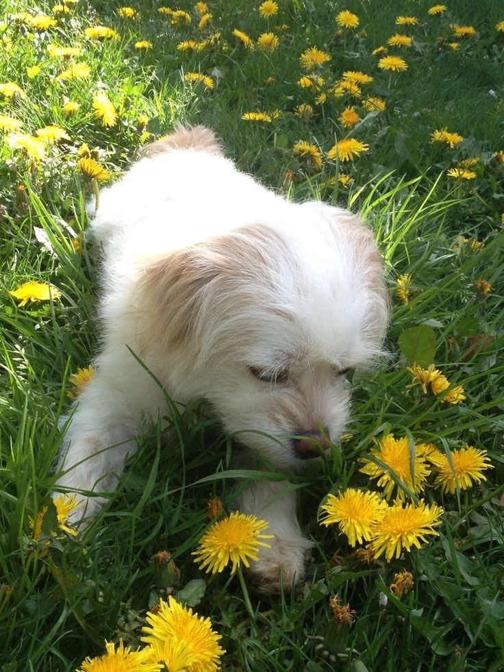 Cheezburger Image 10621100288