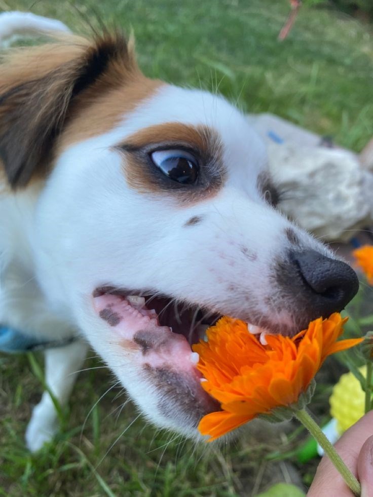 Cheezburger Image 10621101056