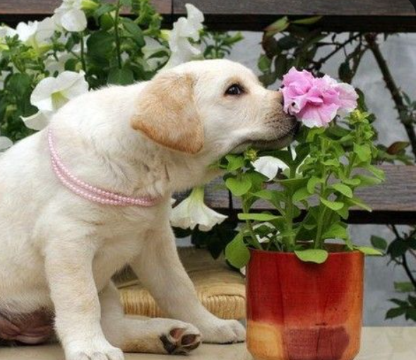 Cheezburger Image 10621101568