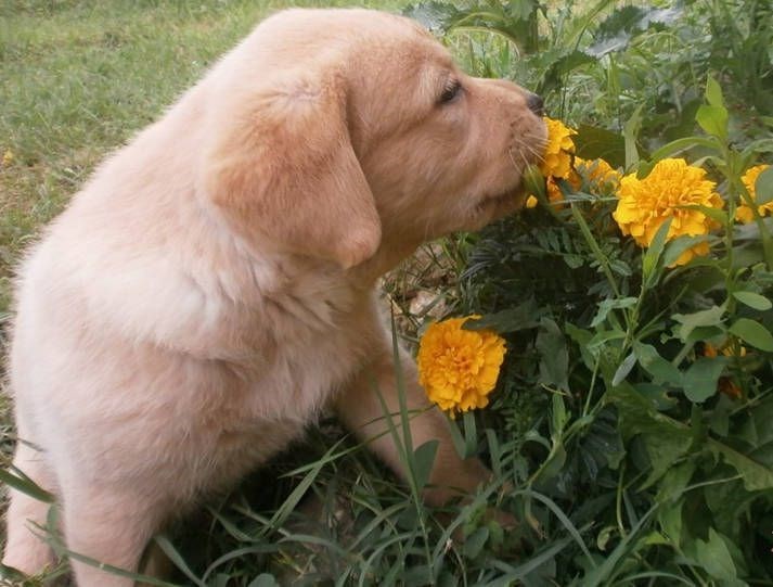 Cheezburger Image 10621101824