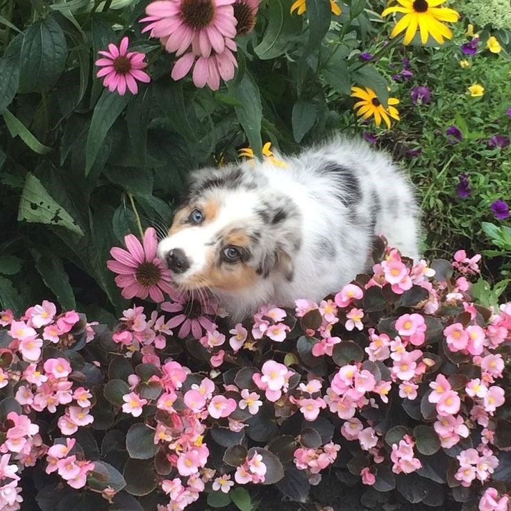 Cheezburger Image 10621104128