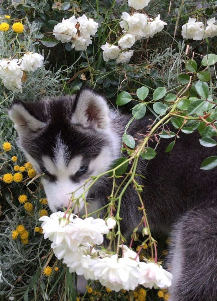 Cheezburger Image 10621110016