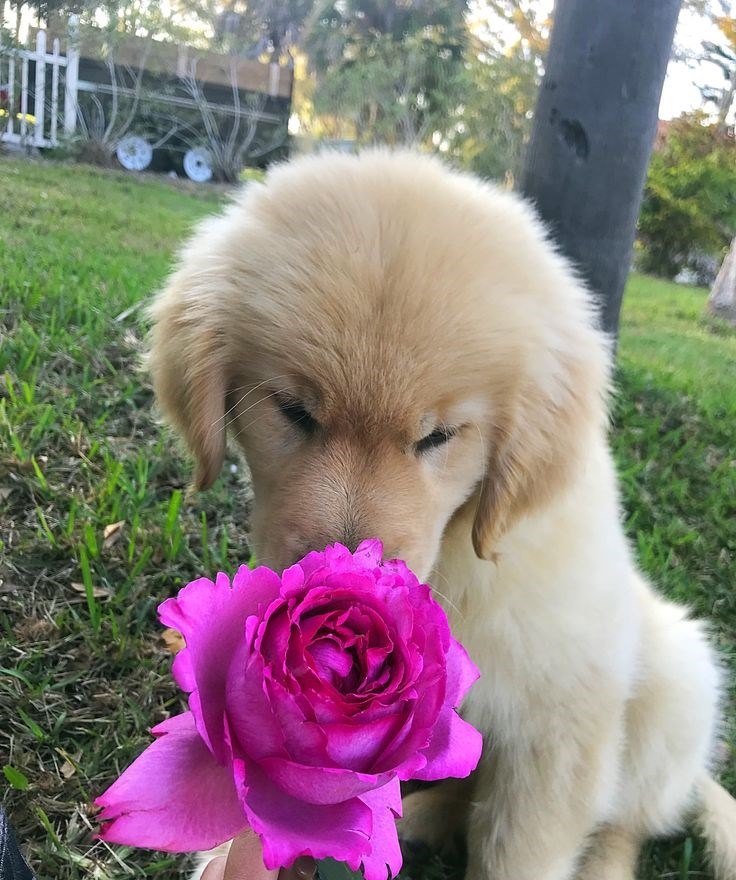 Cheezburger Image 10621110528