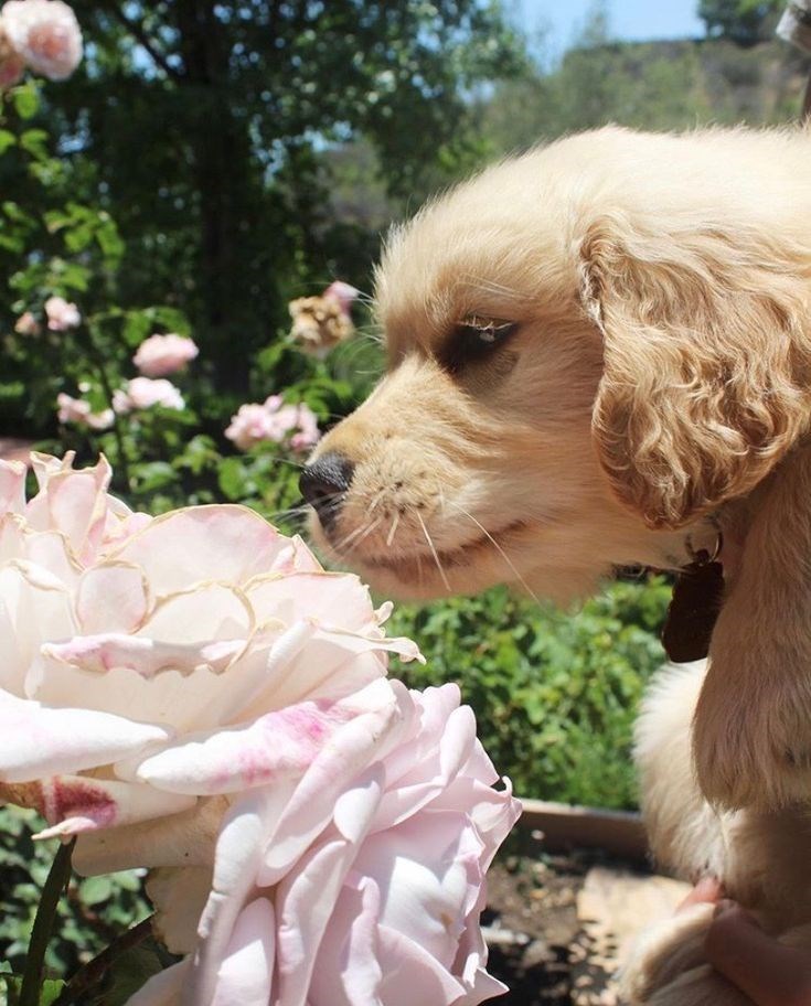 Cheezburger Image 10621111040