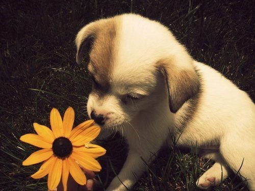 Cheezburger Image 10621111552