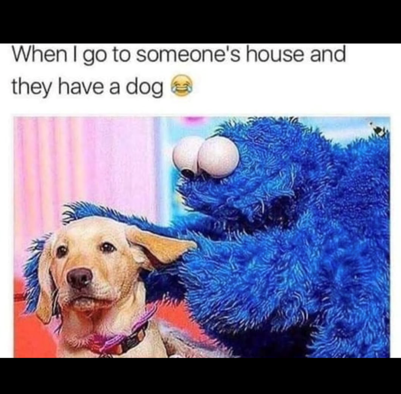 When I go to someone's house and they have a dog