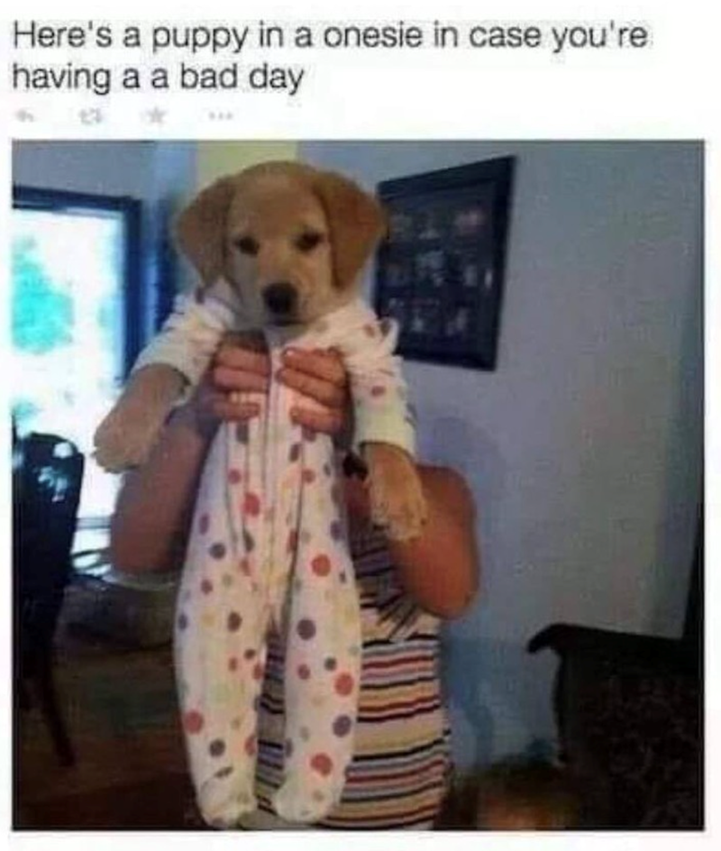 Here's a puppy in a onesie in case you're. having a a bad day