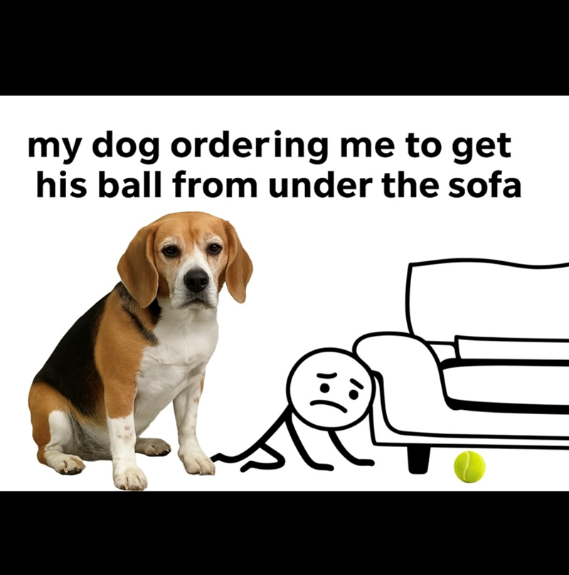 my dog ordering me to get his ball from under the sofa
