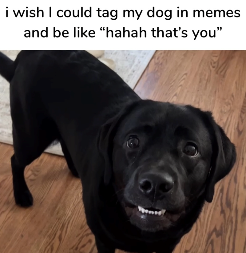 i wish I could tag my dog in memes and be like "hahah that's you"