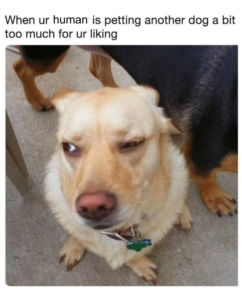 When ur human is petting another dog a bit too much for ur liking