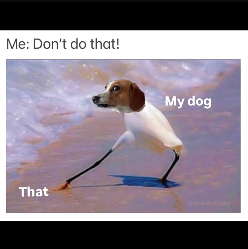 Me: Don't do that! My dog That @dino.and.ruby