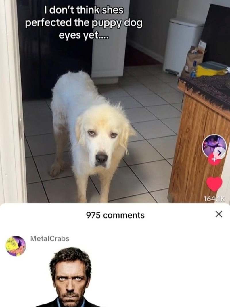 MetalCrabs I don't think shes perfected the puppy dog eyes yet..... 975 comments 164.1K ×