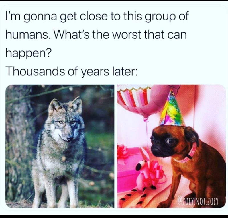 I'm gonna get close to this group of humans. What's the worst that can happen? Thousands of years later: @ ZOEY NOT.ZOEY