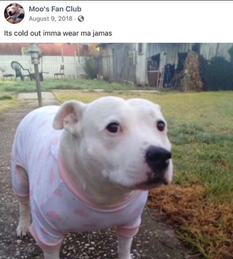 Moo's Fan Club August 9, 2018 Its cold out imma wear ma jamas