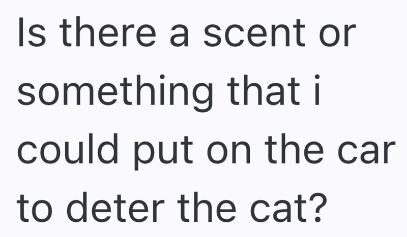 Is there a scent or something that i could put on the car to deter the cat?