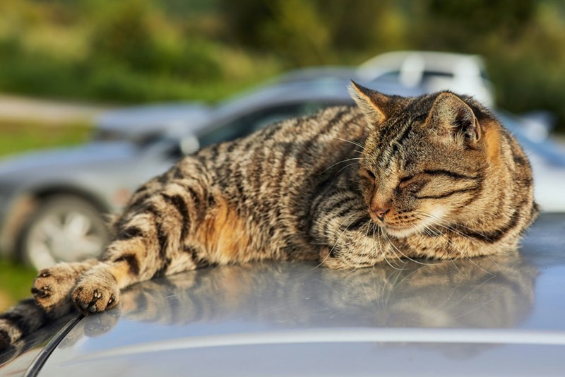 A tabby cat sleeps peacefully on the roof of a car, unaware that the neighbor doesn't want her there.
