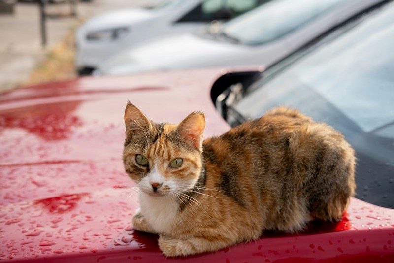 Orange tabby cat sits defiantly on a rain-covered red car hood.