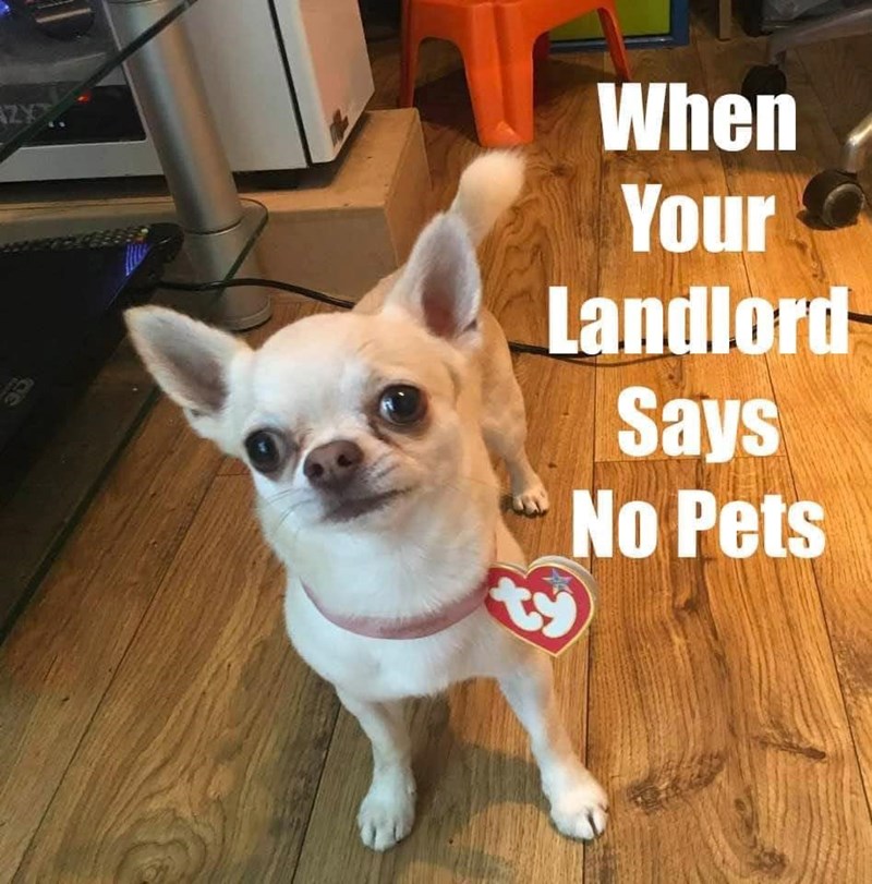 AZY 35 When Your Landlord Says No Pets ty