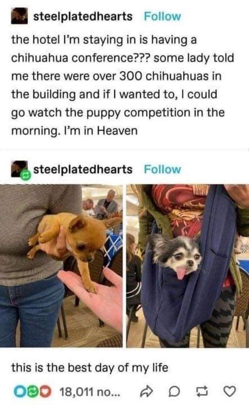 steelplatedhearts Follow the hotel I'm staying in is having a chihuahua conference??? some lady told me there were over 300 chihuahuas in the building and if I wanted to, I could go watch the puppy competition in the morning. I'm in Heaven steelplatedhearts Follow this is the best day of my life 080 18,011 no... DD