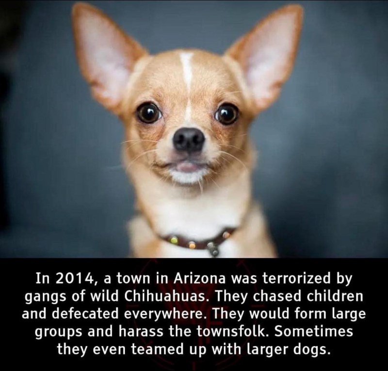 In 2014, a town in Arizona was terrorized by gangs of wild Chihuahuas. They chased children and defecated everywhere. They would form large groups and harass the townsfolk. Sometimes they even teamed up with larger dogs.