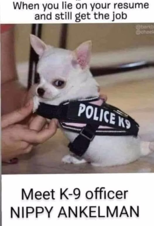 When you lie on your resume and still get the job POLICE K9 barkb cheel Meet K-9 officer NIPPY ANKELMAN