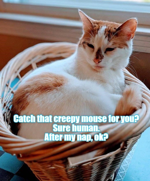 Cheezburger Image 10621191168