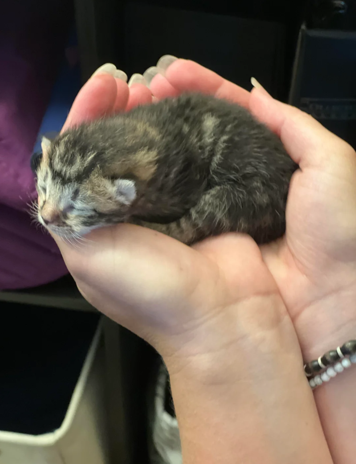 Cheezburger Image 10621191680