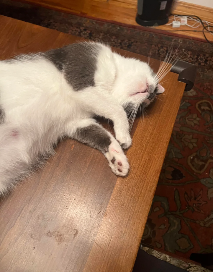 Cheezburger Image 10621191936