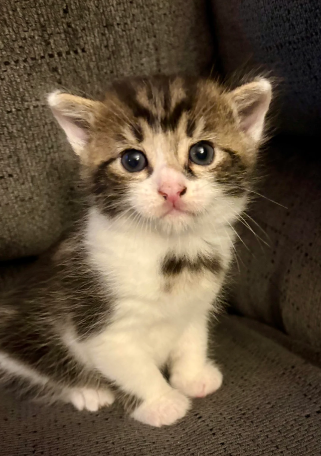 Cheezburger Image 10621192704