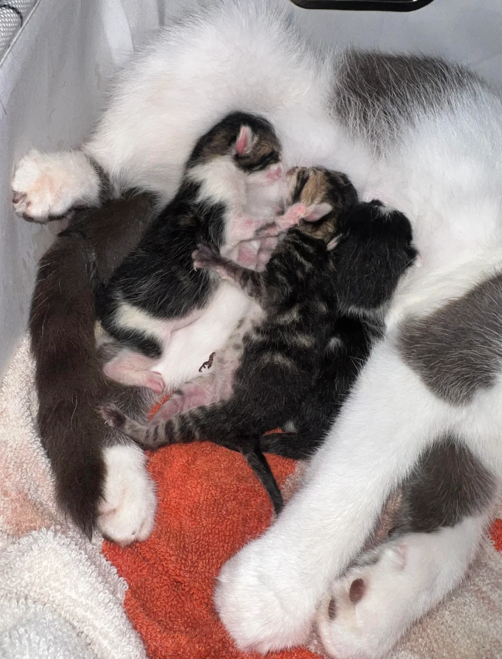 Cheezburger Image 10621192960