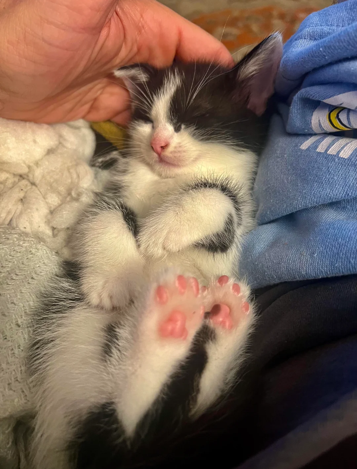 Cheezburger Image 10621194496