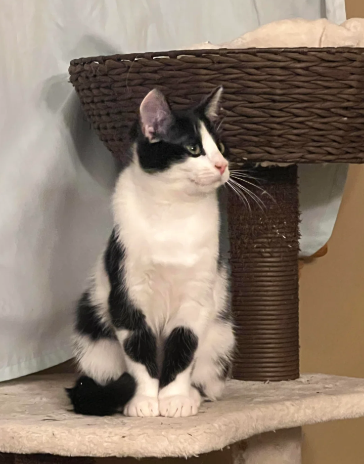 Cheezburger Image 10621195520