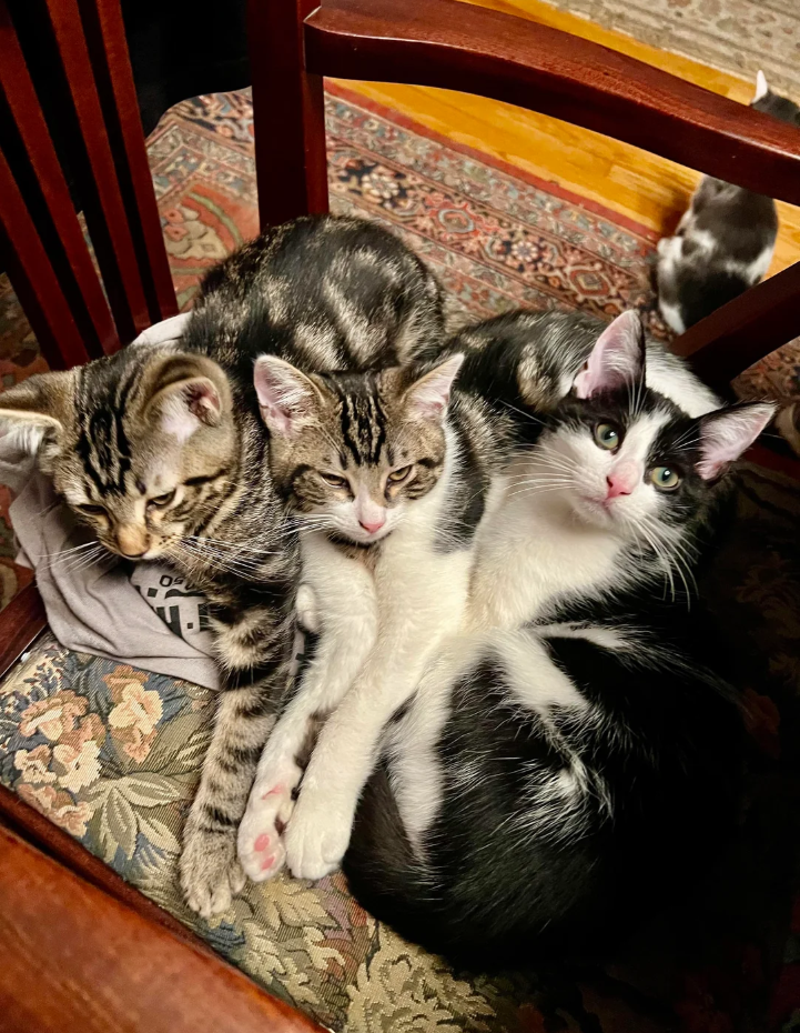 Cheezburger Image 10621196544