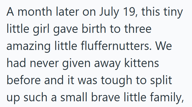 A month later on July 19, this tiny little girl gave birth to three amazing little fluffernutters. We had never given away kittens before and it was tough to split up such a small brave little family,