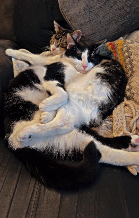 Cheezburger Image 10621197312