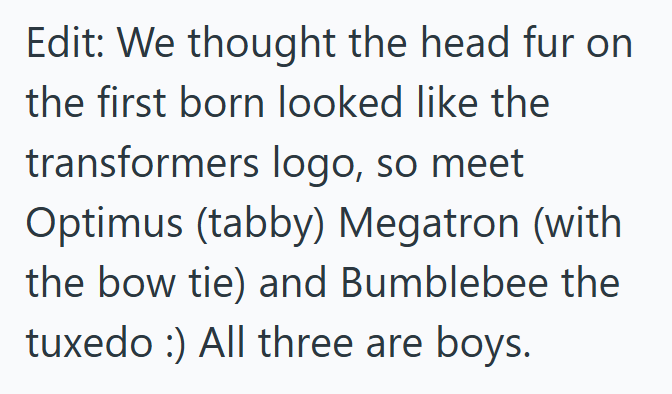 Edit: We thought the head fur on the first born looked like the transformers logo, so meet Optimus (tabby) Megatron (with the bow tie) and Bumblebee the tuxedo :) All three are boys.