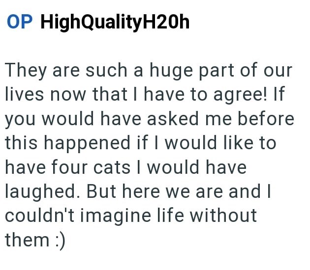 OP High QualityH20h They are such a huge part of our lives now that I have to agree! If you would have asked me before this happened if I would like to have four cats I would have laughed. But here we are and I couldn't imagine life without them :)
